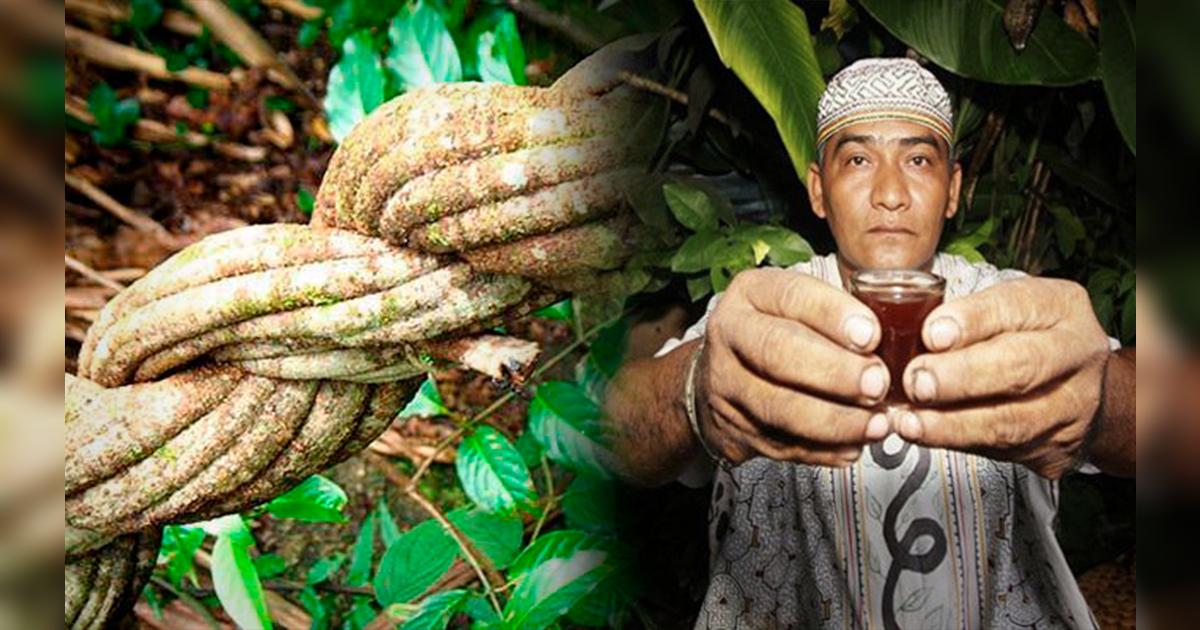 Ayahuasca ¿en qué consiste este ritual