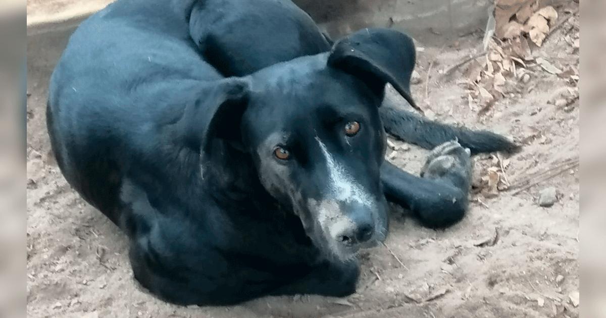 San Marcos estudiantes denuncian maltrato animal a canes que viven en