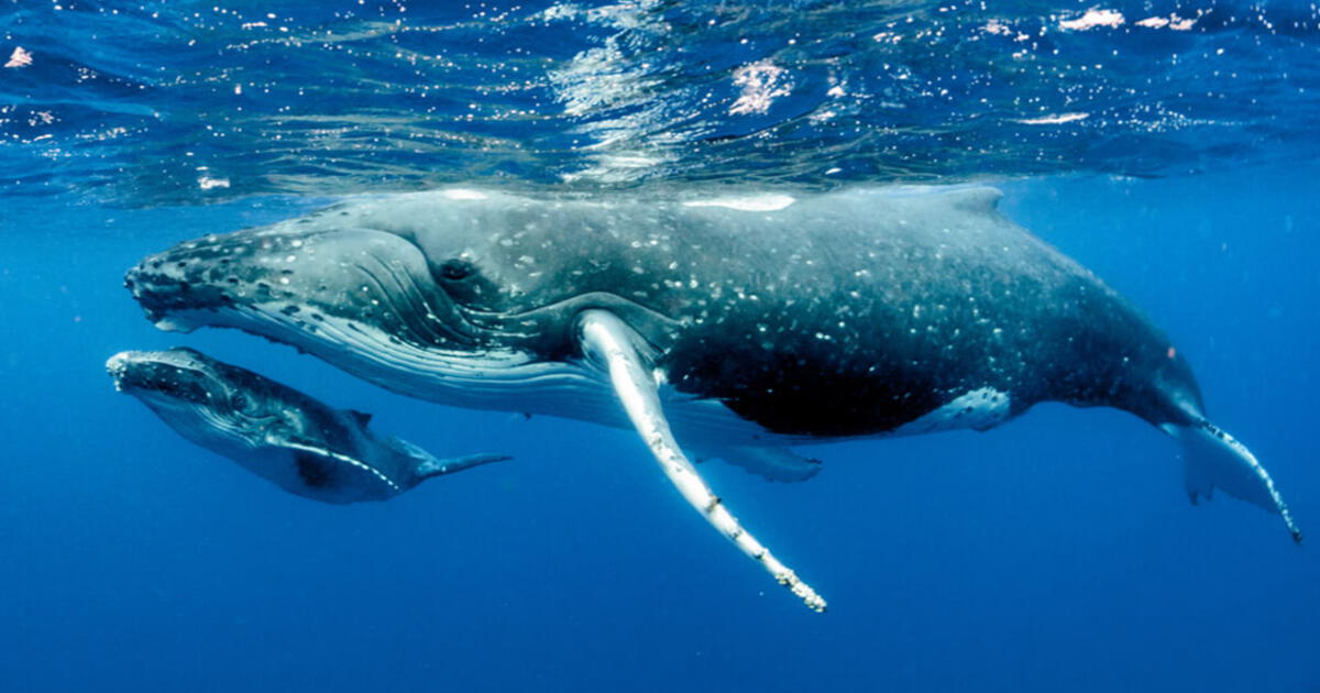 Ballena y sueños