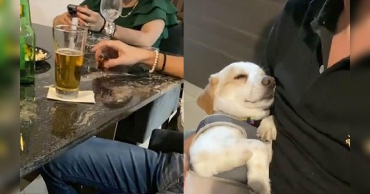 TikTok viral: joven lleva a su perro a una fiesta, pero se cansa y lo ...