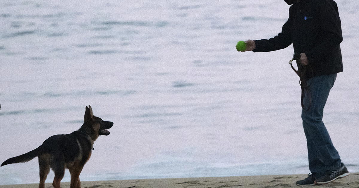 Descubren cómo piensan los perros en sus juguetes