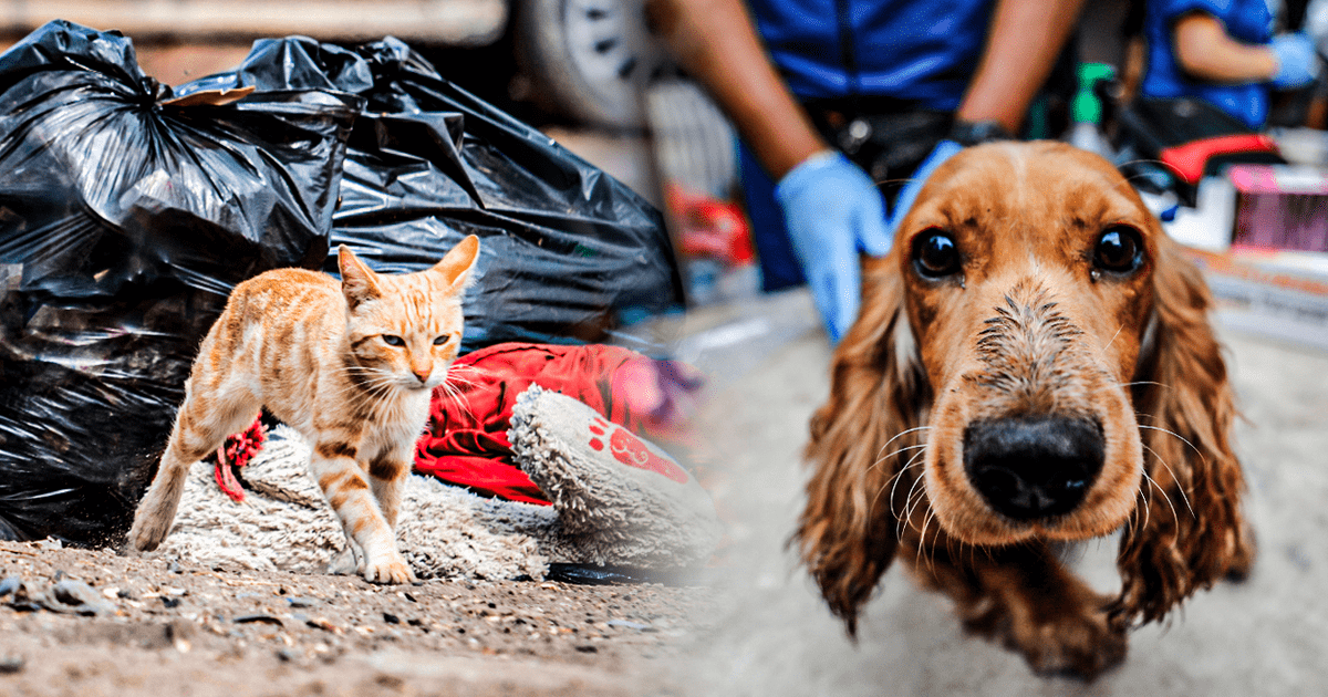 Ley 4 Patas: Hay Sobrepoblación De Perros Y Gatos, Pero El Minsa No ...