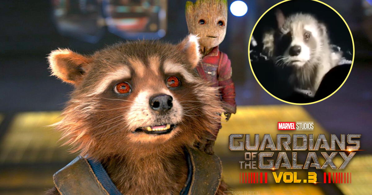 Guardianes de la Galaxia 3: Filtracion de trailer en San Diego Comic Con  2022, que paso con Rocket, Marvel Studios, Avengers fase 5 saga del  multiverso, Películas