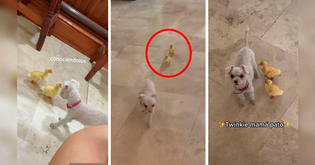 TikTok viral perrita conoce a unos patitos por primera vez y estos la