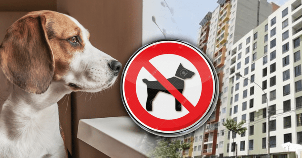 cuantos perros se permiten en un apartamento