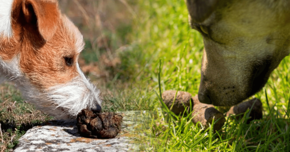 los perros pueden hacer caca de gusanos