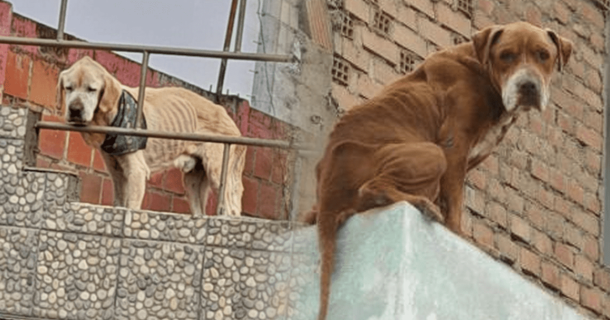 está bien dejar a tu perro sin agua