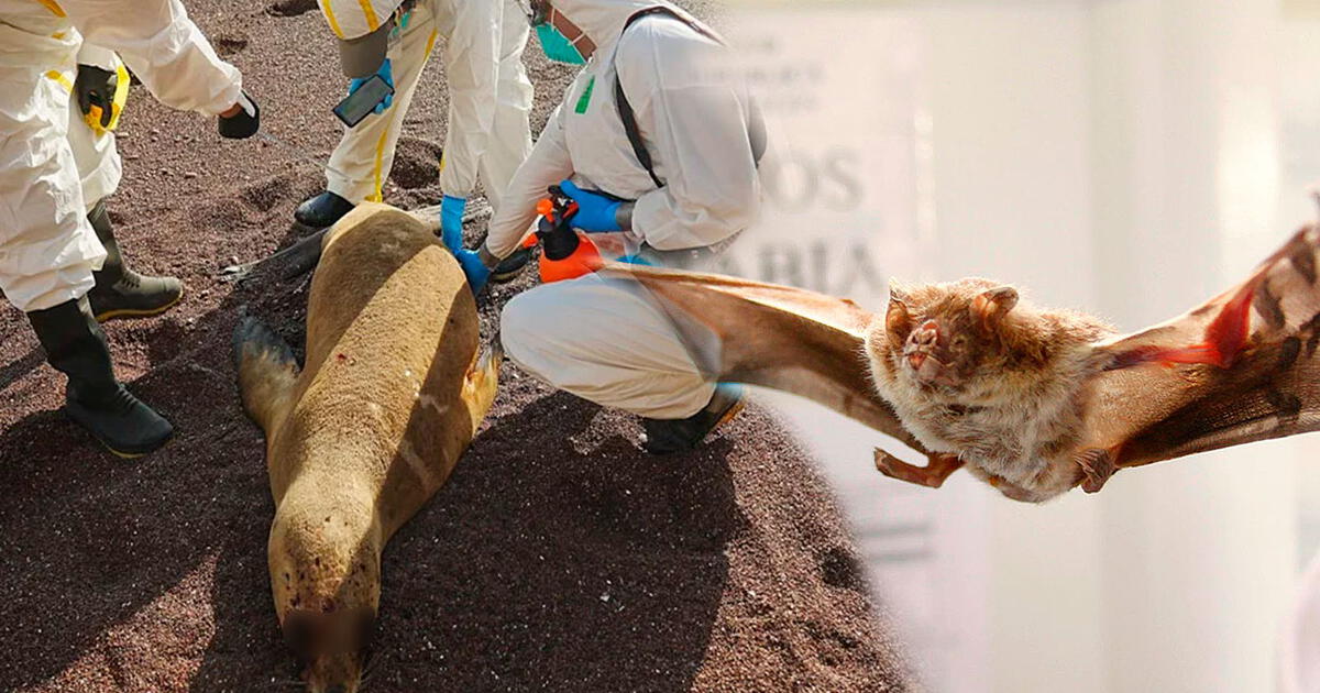 pueden los humanos contraer brucelosis canina