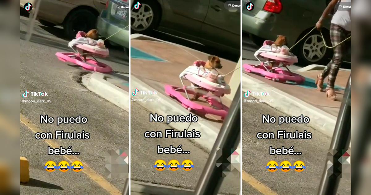TikTok viral | Mujer pasea a su mascota en andador para bebés y las ...