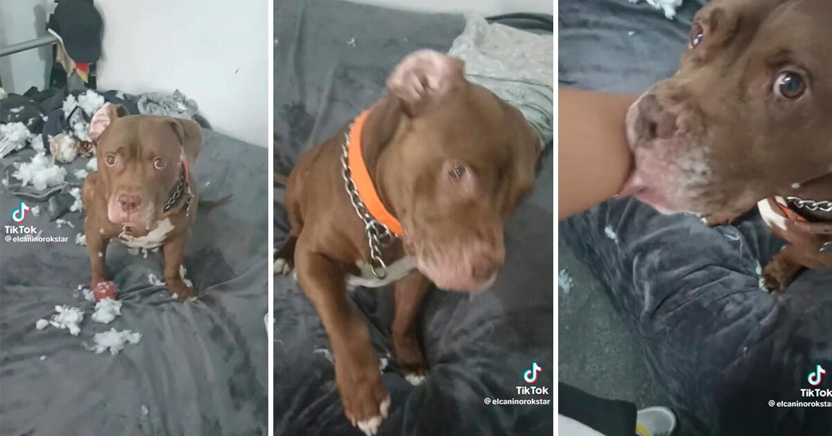 Tiktok Viral Perrito Destroza Un Peluche Y La Manera De Pedir Perdón Se Hace Viral “tan 6141