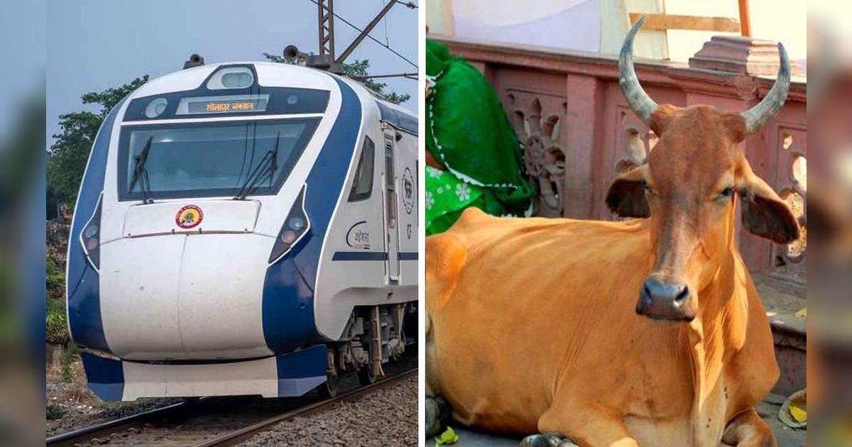 Viral | Tren choca contra vaca y esta termina matando a un anciano que ...