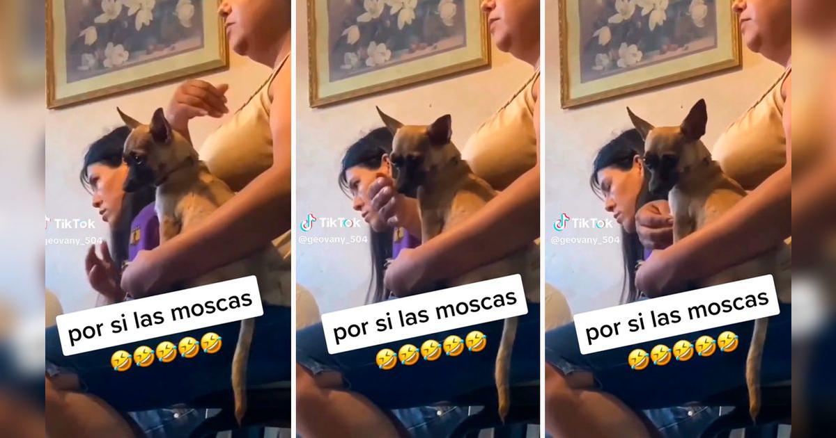 TikTok viral | Mujer persigna a su perrito y redes enloquecen: "Va ...