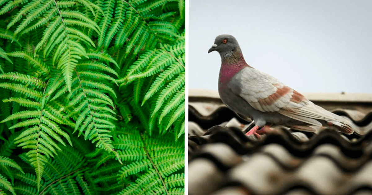 Trucos Caseros: ¿Cómo Alejar A Las Palomas Del Balcón O Terraza De Mi ...