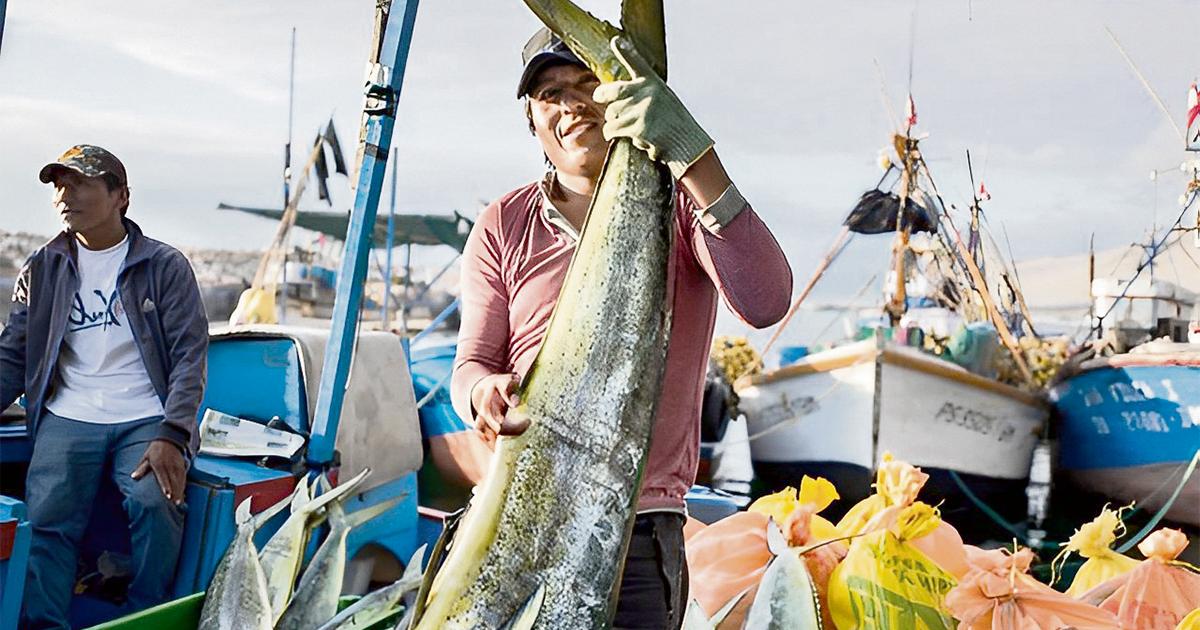 Enfen | Ante El Niño se reducirá la oferta de pescado para los hogares