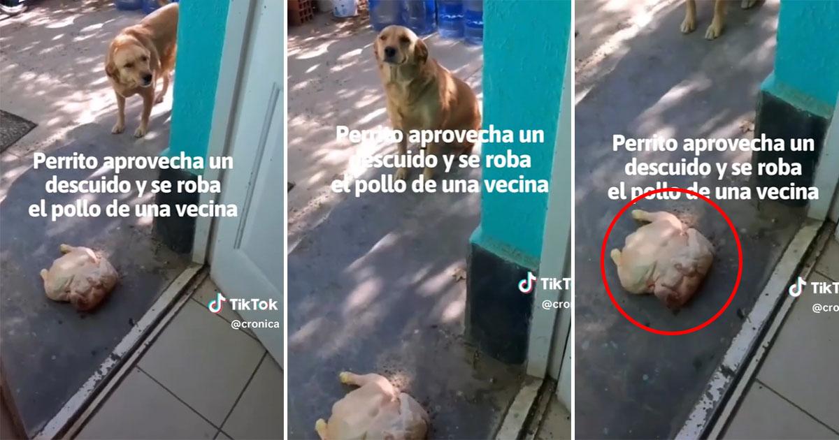 Robando Pollos TikTok: viral | Perrita robó un pollo entero a su vecino y lo llevó a ...