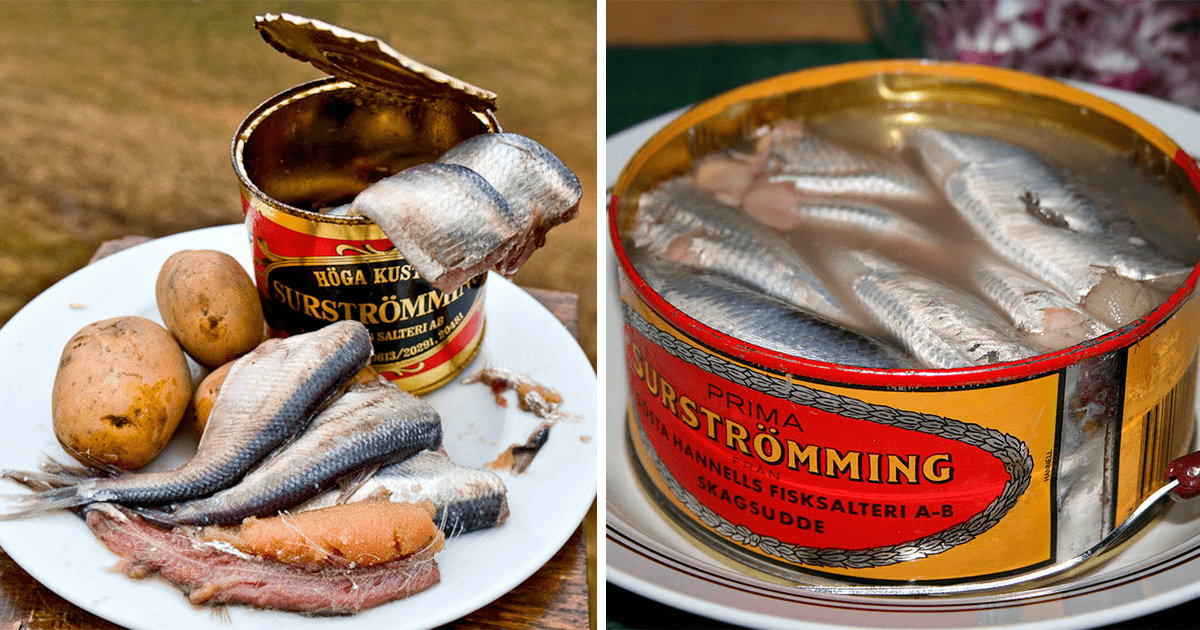 Lata de pescado apestoso Surstroemming sueco, Soulgoods Surströmming »  Chollometro
