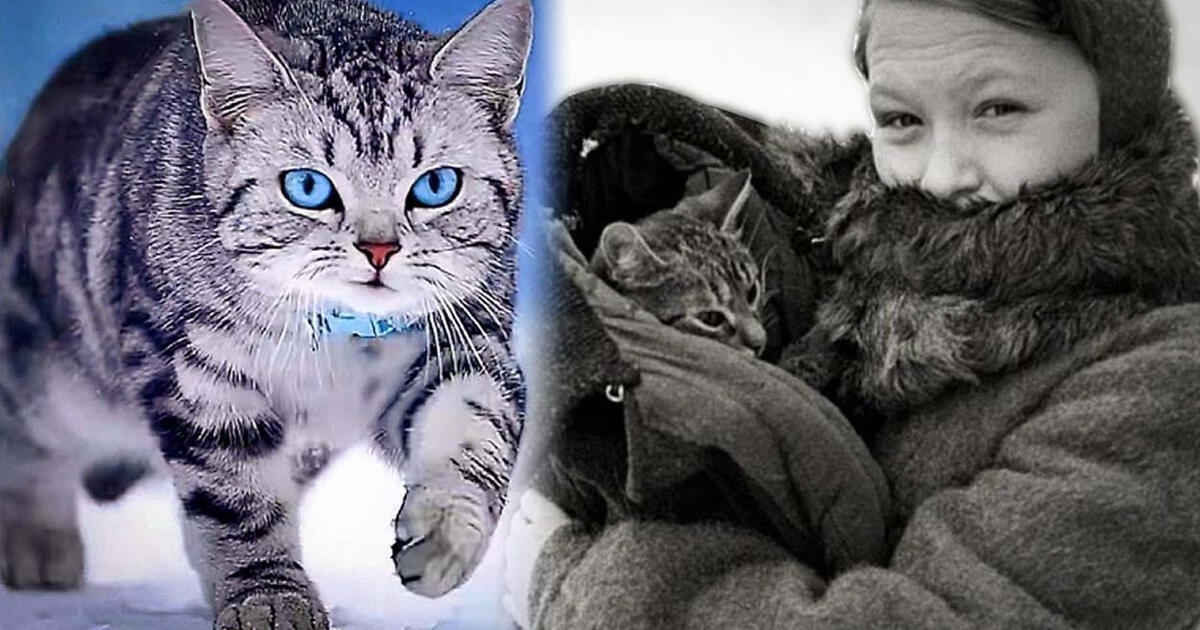 La historia de Vaska, el gato que cazaba para alimentar a sus dueñas en ...