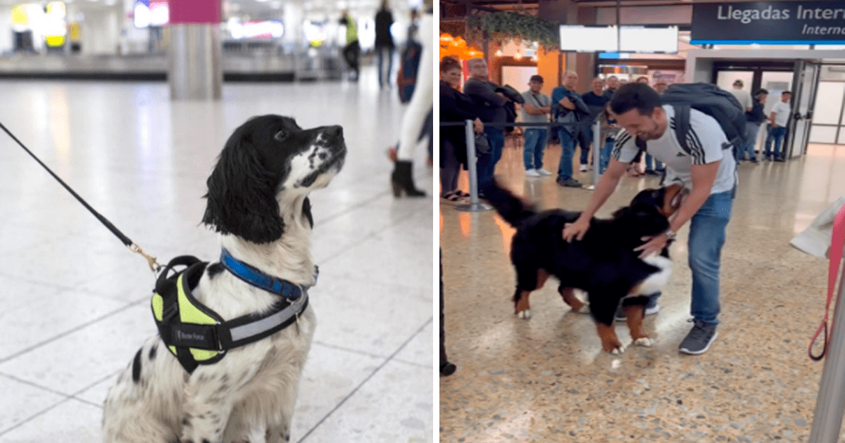 puedes llevar perros en el aeropuerto de heathrow