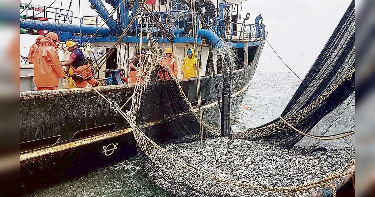 Industria desembarcó 40.000 toneladas de anchoveta para la harina | Sociedad Nacional de Pesquería | Pesca industrial | Produce | Economía | La República