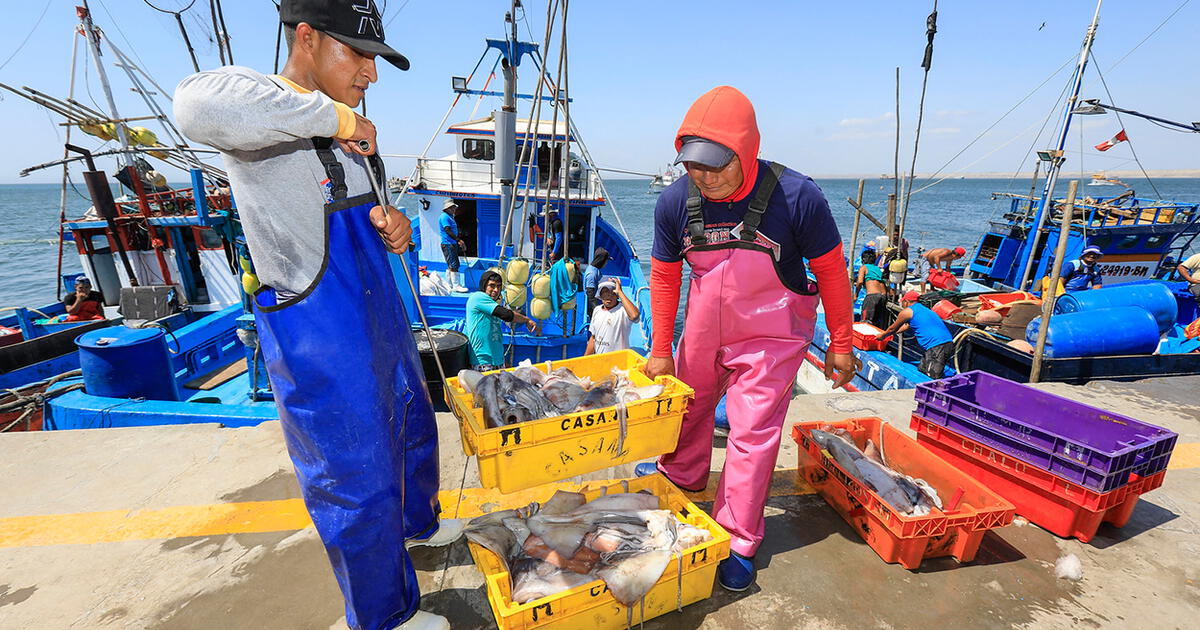 Why is it urgent to formalize the artisanal fishing of squid, an activity that moves 850 million dollars a year?