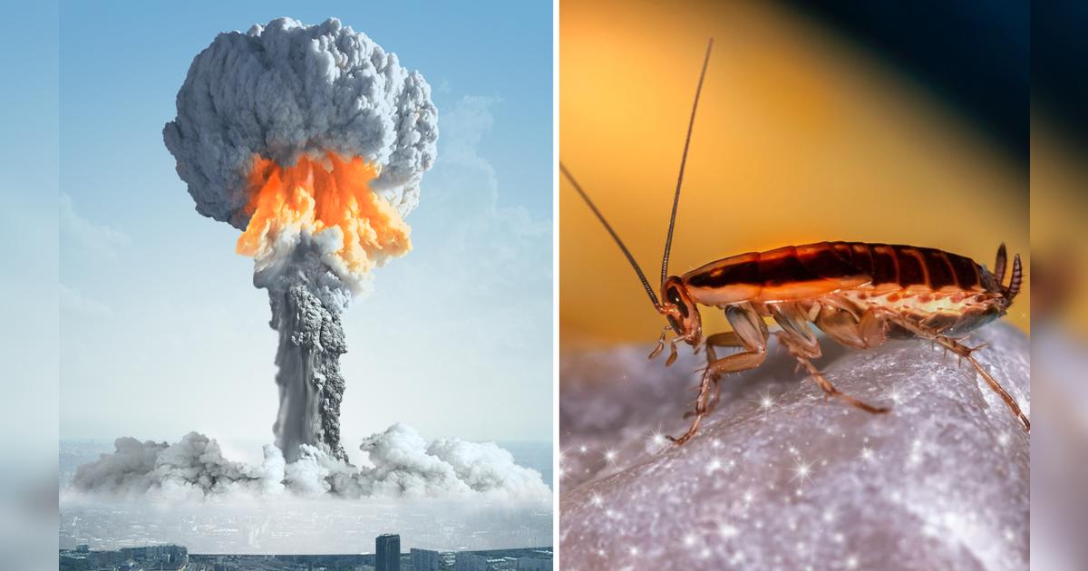 ¿Las cucarachas realmente pueden sobrevivir a una bomba nuclear? Esto