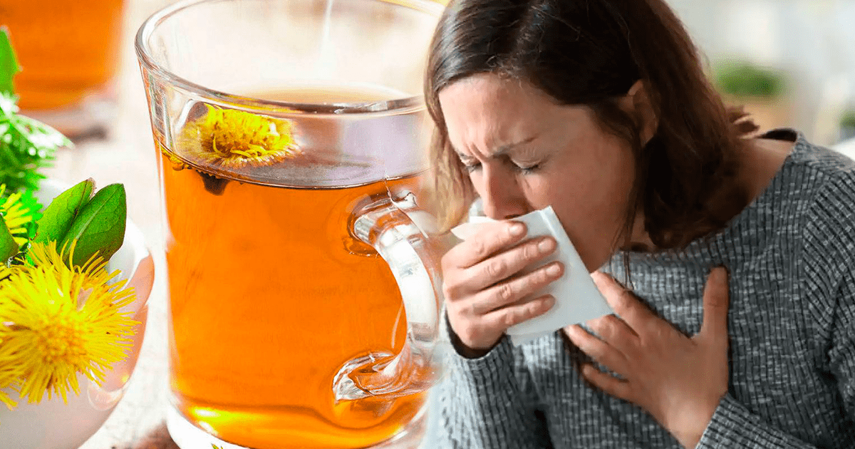 Home Remedies for Natural Phlegm and Lung Clearance | Eucalyptus Tea | Infusions | Atampuk | Data Register