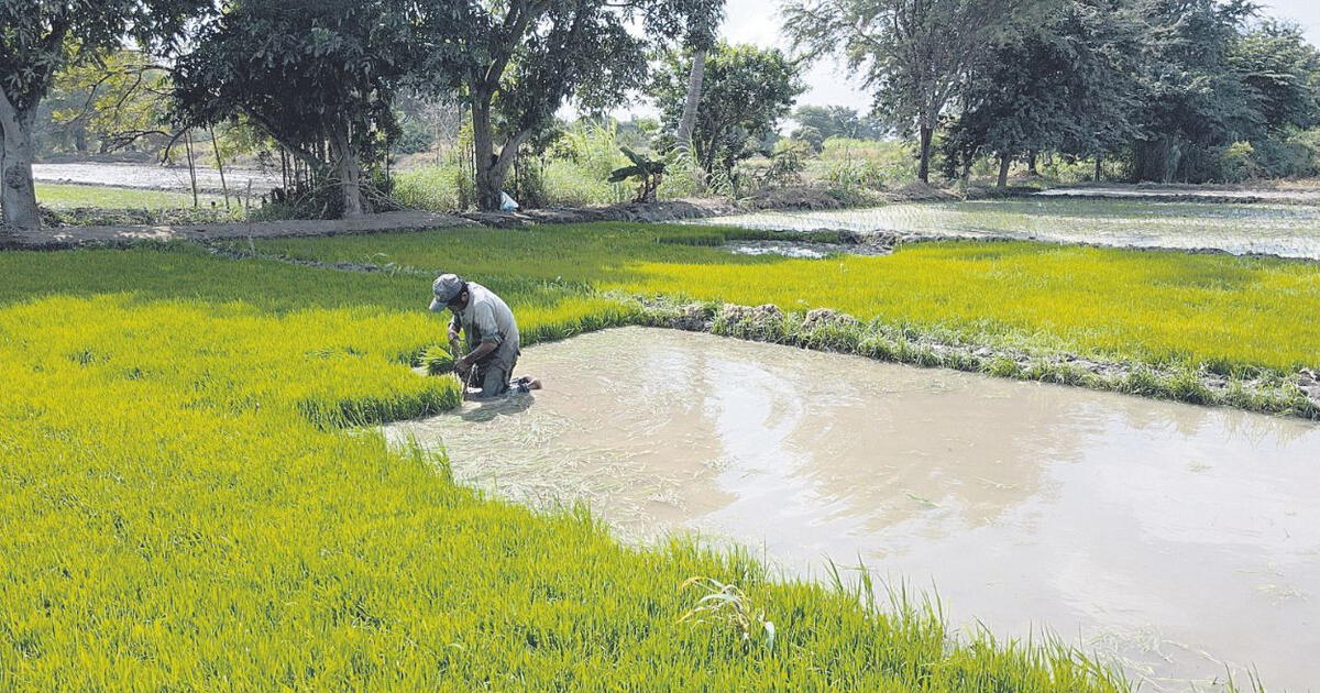 Agricultores Siguen A La Espera De Transferencia De Recursos En Piura Ministerio De