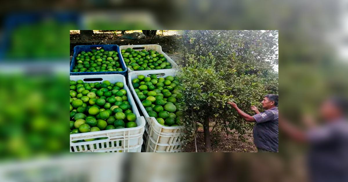 ¿Habrá escasez total de limón en el Perú? Esto dijeron los productores ...
