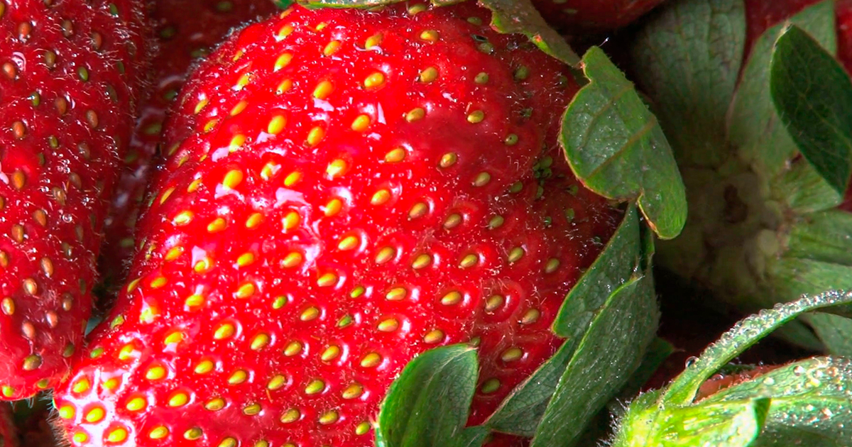 Did you know that strawberry pips are not seeds?  Learn about their purpose  Sciences