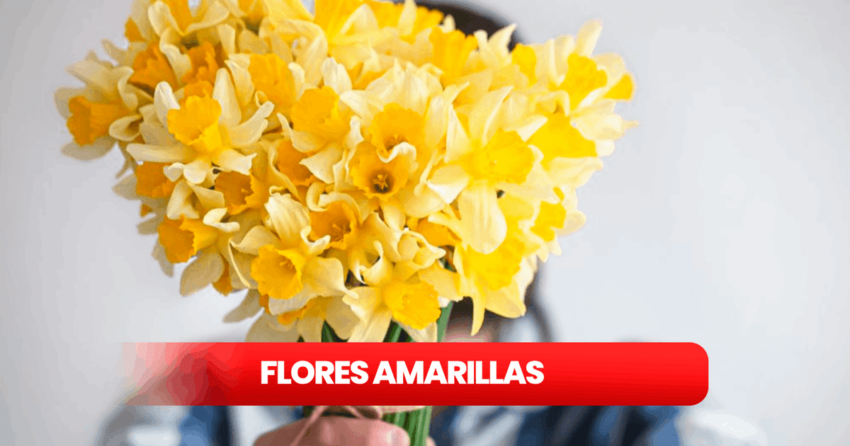 Flores Amarillas ¿qué Significa Y Por Qué Se Regalan En Septiembre Historia Significado Y 6675