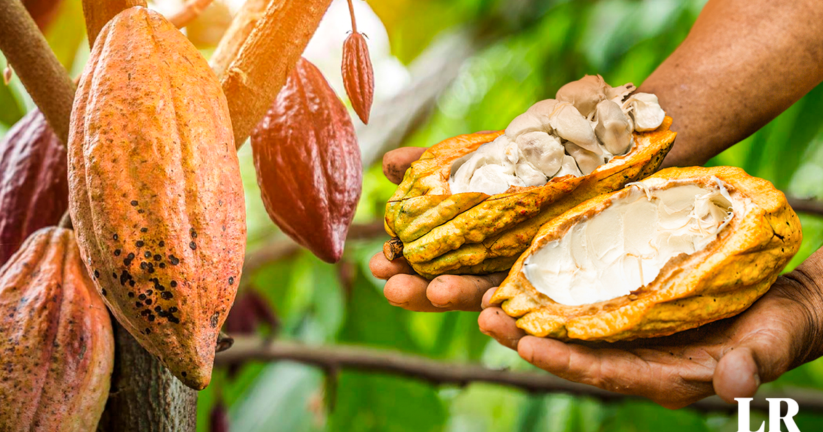 Cocoa and Chocolate Day, this October 1: what are the producing regions of Peru?