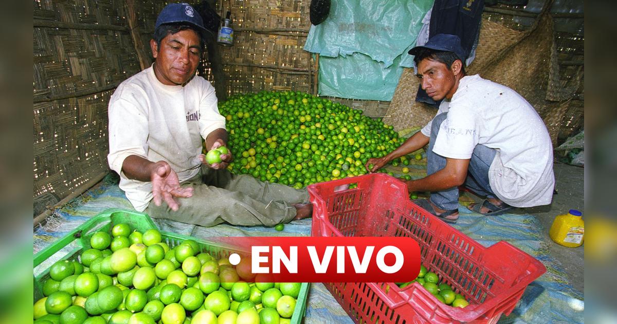 Precio del limón HOY 12 de octubre: cuánto cuesta el kilo en Lima y ...