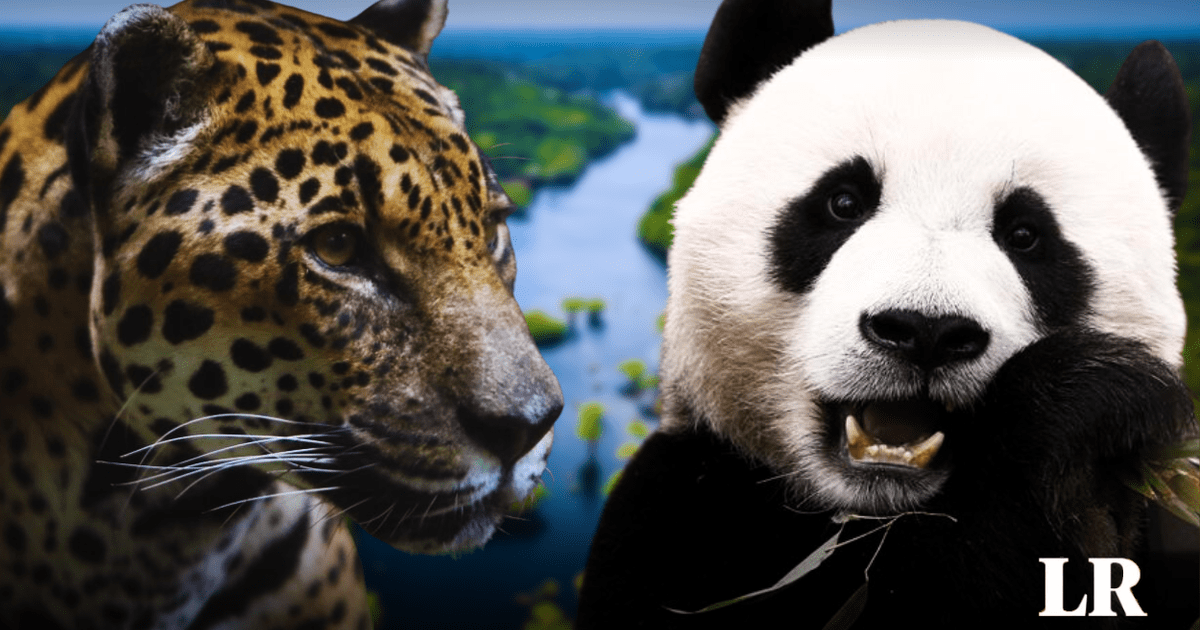 The South American country is the second most biodiverse country in the world, ahead of China and Brazil  Biodiversity |  South American Country |  Video |  South America |  the world