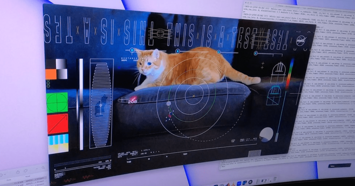 Video of a cat that traveled 30 million kilometers in space and landed on Earth |  Science