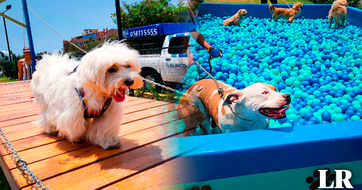 Mundo de 4 patas, el oasis para perros que es toda una sensación en pleno  corazón de Surco, Mascotas, Video, EVAT, Actualidad