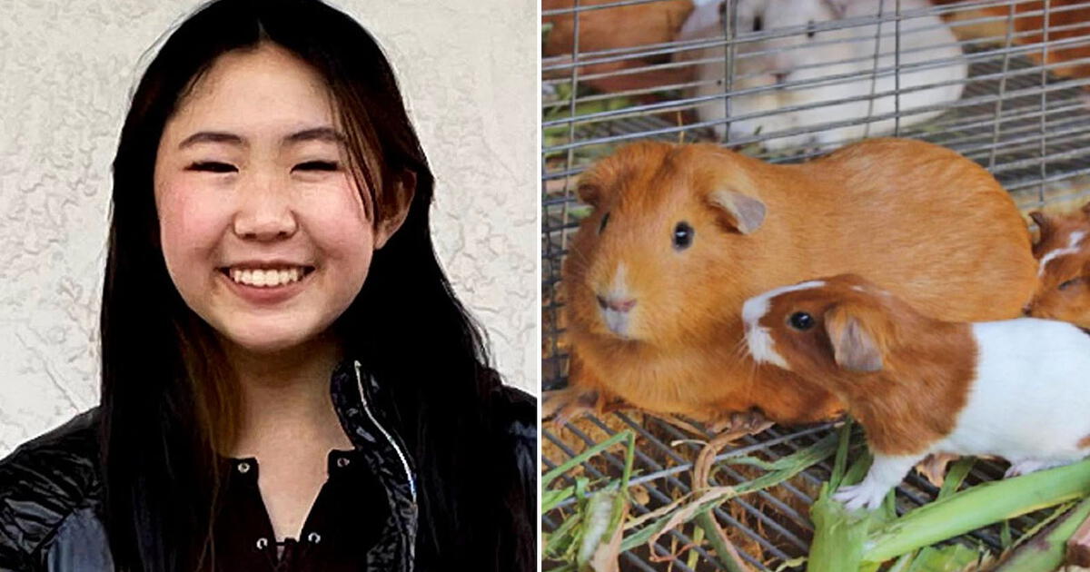 Bella Lynn: The young foreigner who made over 0,000 selling ‘luxury’ cages for guinea pigs  EVAT |  World