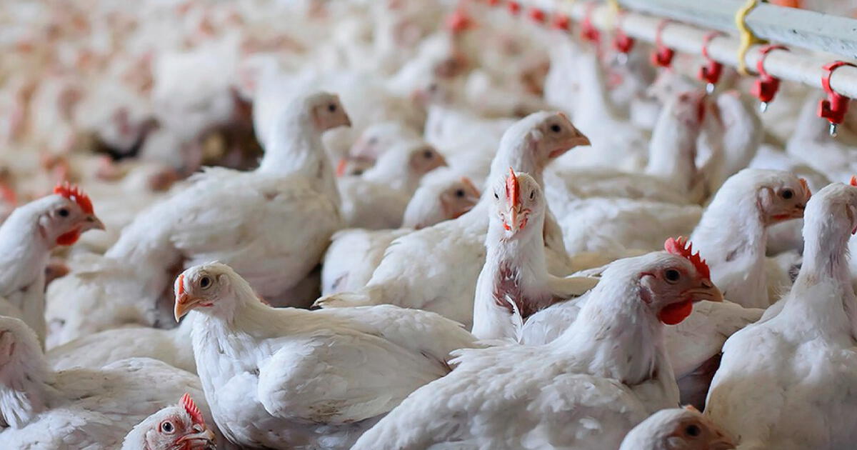 La Libertad: Avian influenza outbreak detected in a chicken farm | Society