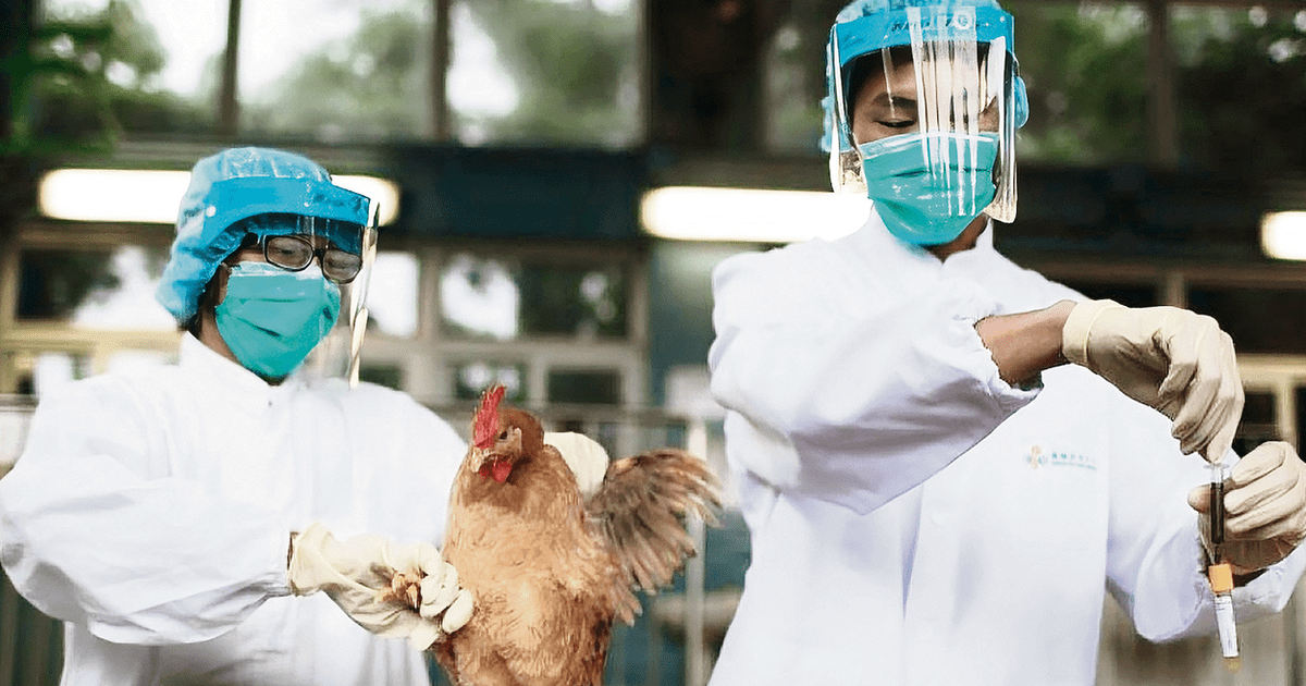 Avian Flu: 23,000 birds die due to flu outbreak on farm: | Senasa | Diseases | Ministry of Agriculture Development | Viruses | | Society