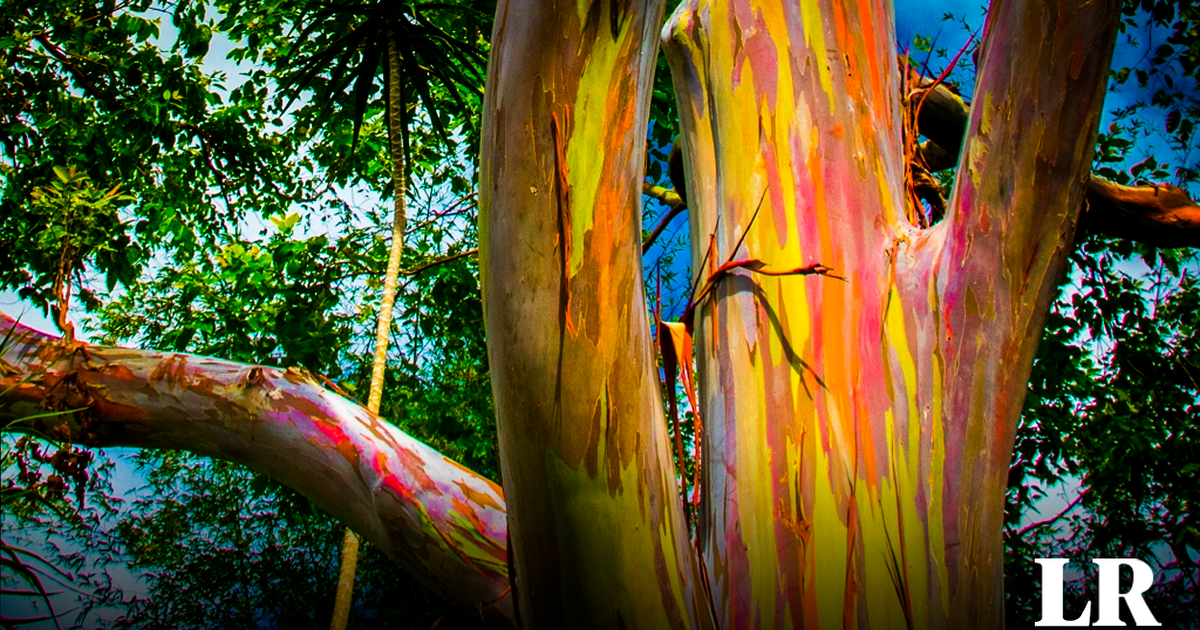 El Único Eucalipto 'arcoíris' Del Mundo Florece En La Selva: Su Tronco 