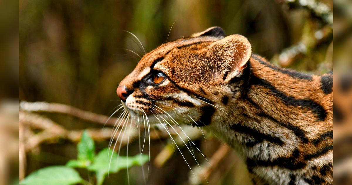 Descubren Nueva Especie De Tigrillo Silvestre Que Habita En Las 