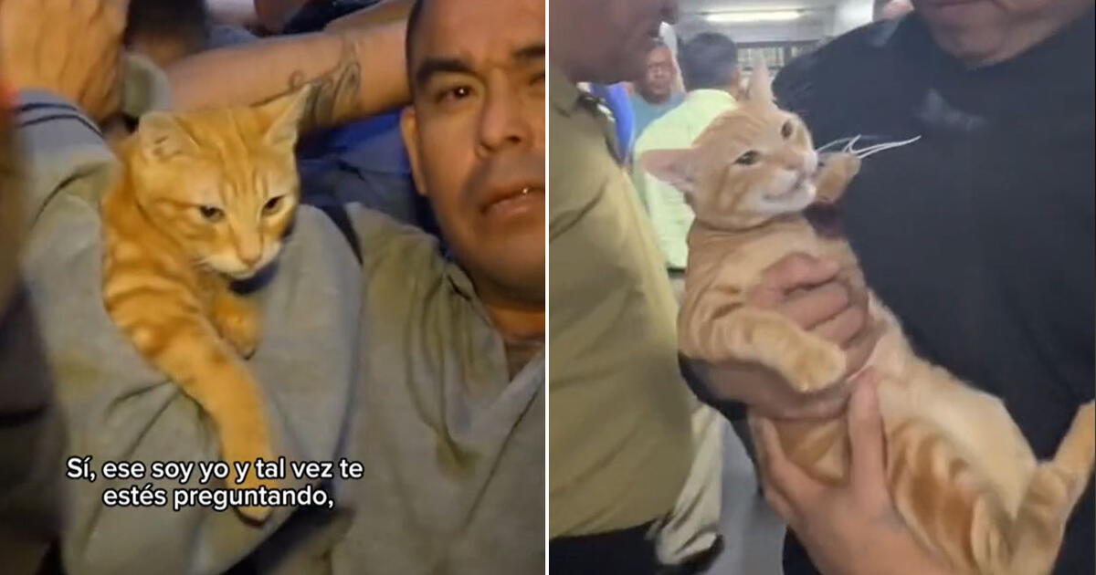 "Se ve que es un gatito muy querido en el penal", resaltaron usuarios. Foto: composición LR/ INPE/ TikTok - Video: TikTok