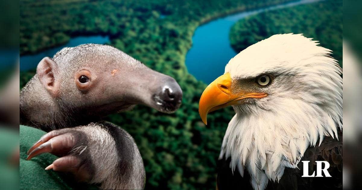 El único animal de la Tierra que tiene las 5 vocales en su nombre