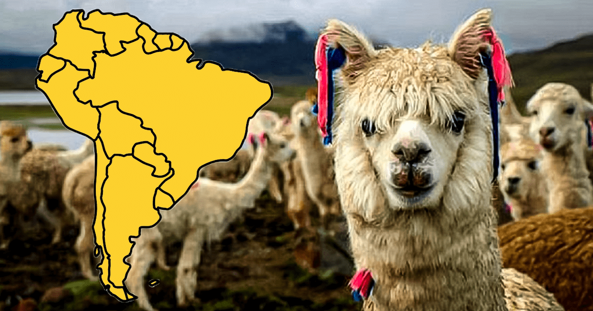 Este país de Sudamérica posee el 85% de la población mundial de alpacas ...