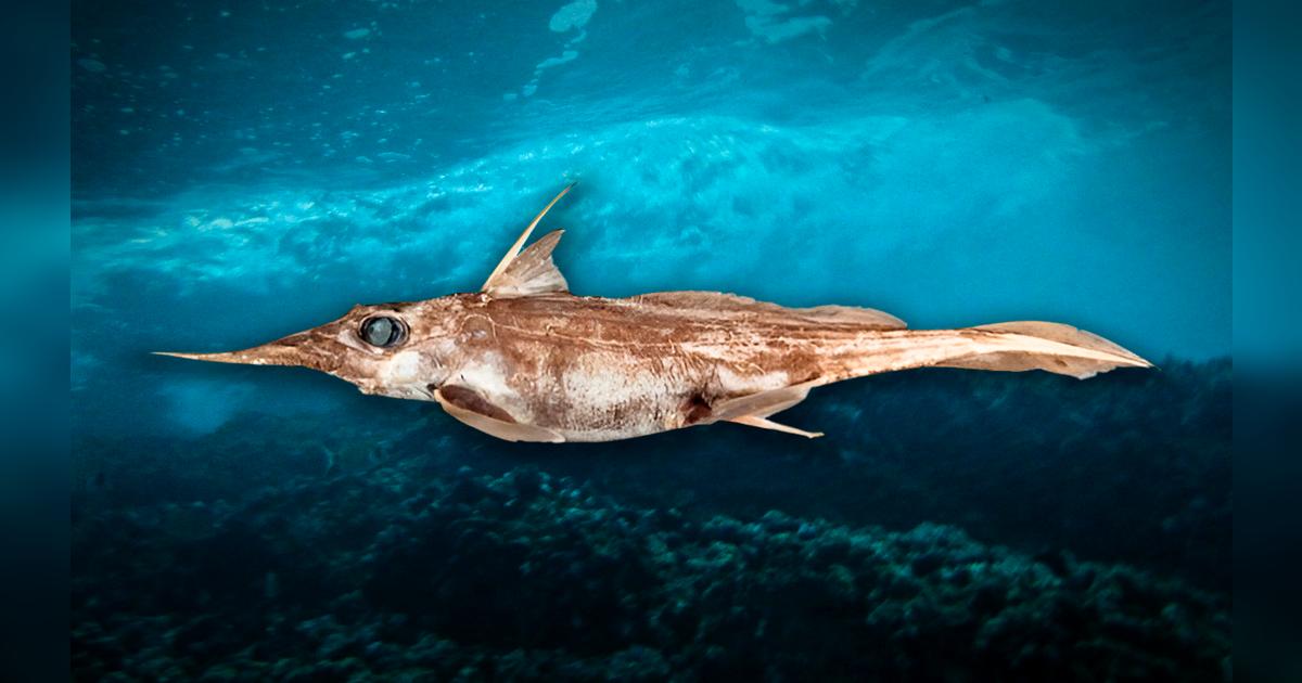 Descubren especie en lo profundo del mar y una científica la nombra en ...