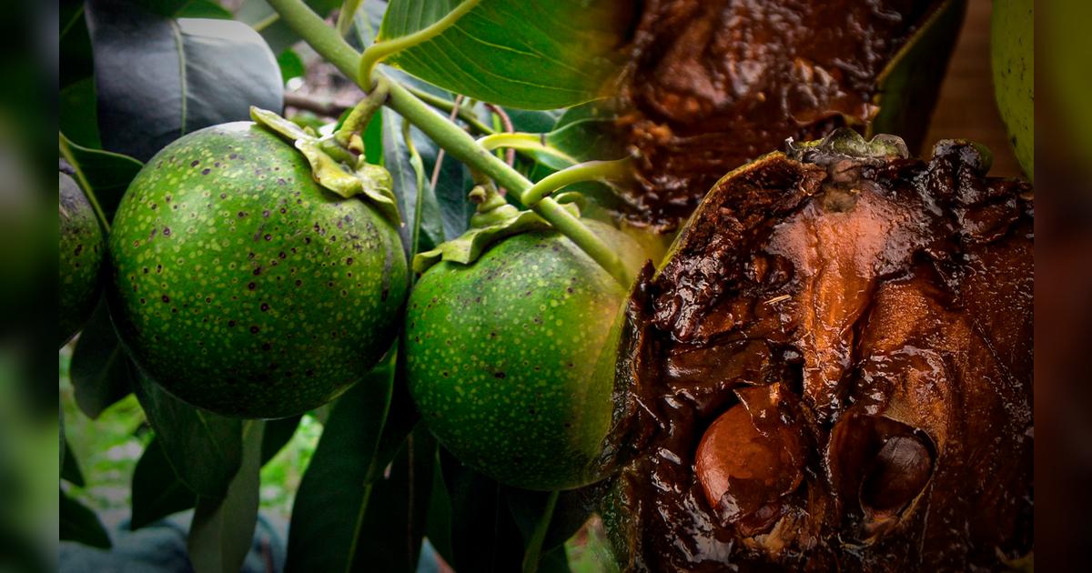 La fruta originaria de América Latina que sabe a pudín de chocolate se