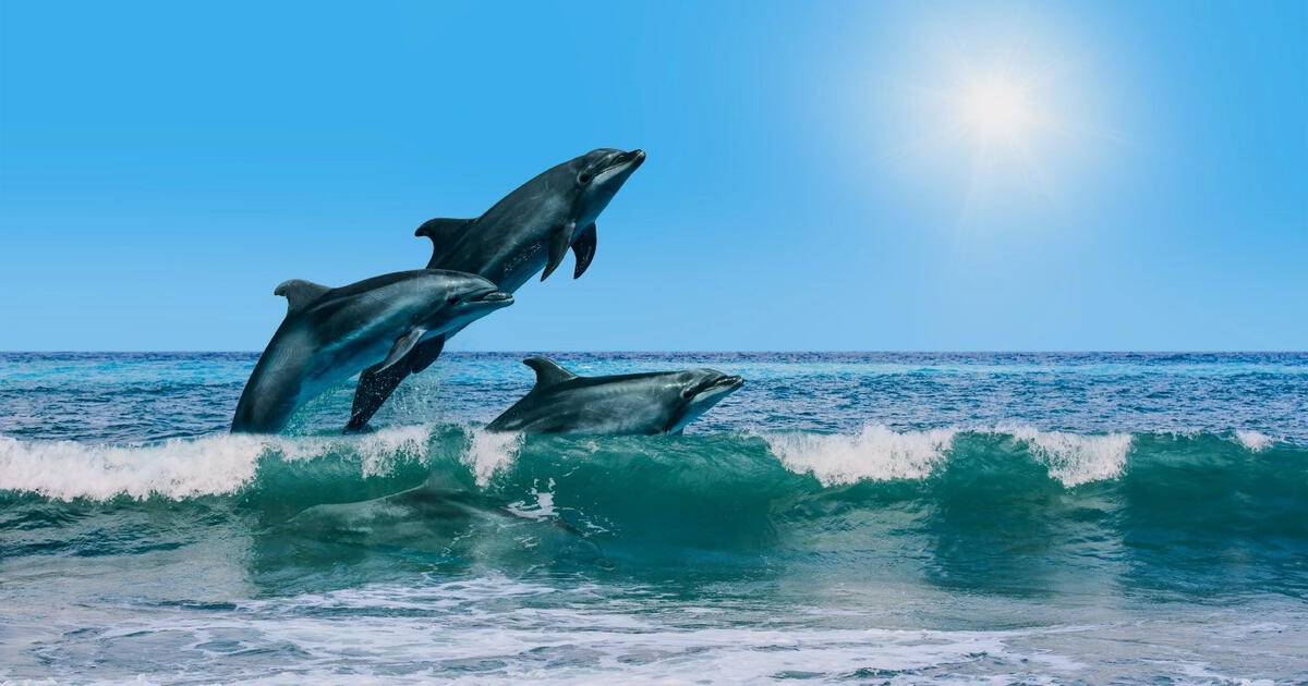 El pueblo de Nueva Jersey donde podrás ver delfines cerca de la orilla