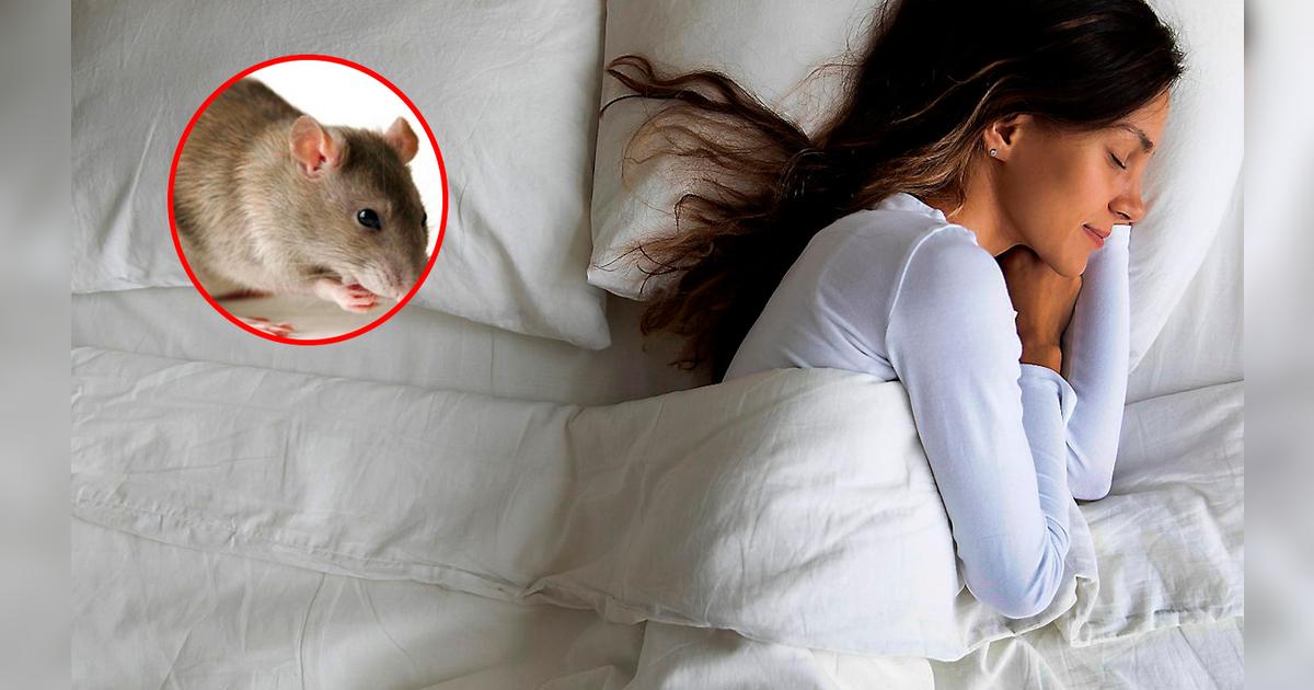 ¿Qué significa soñar con ratas? Todas las interpretaciones del sueño
