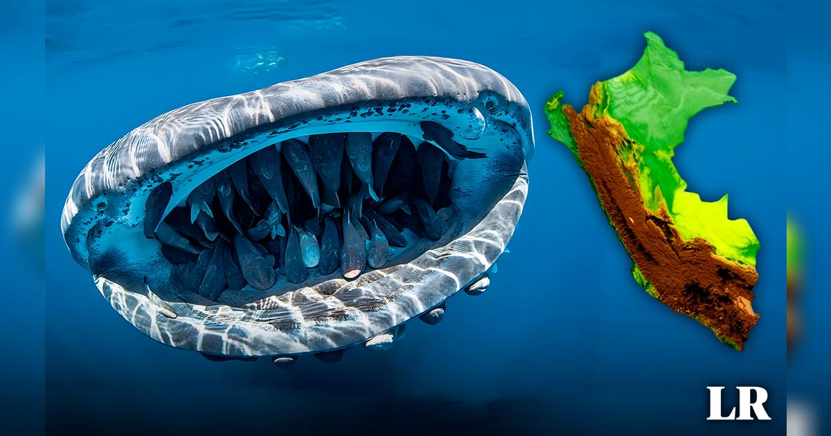 Tiburón ballena: Este imponente animal es el pez más grande del mundo y