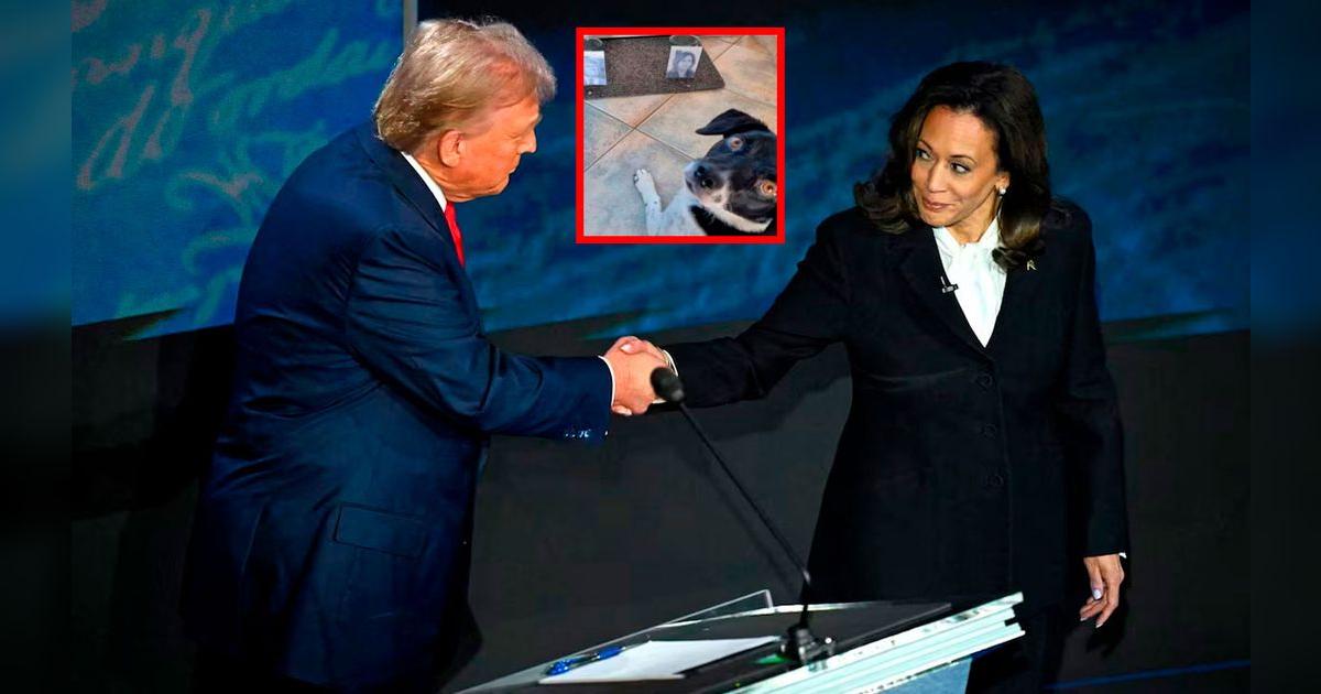 Trump o Kamala ‘Joy’, la perrita más famosa en las redes sociales por