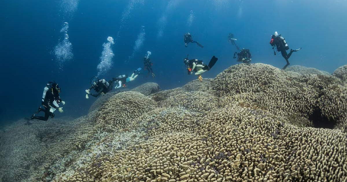 Científicos descubren el coral más grande del mundo de más de 300 años de  antigüedad: ¿dónde se encuentra? | Islas Salomón | Mundo | La República